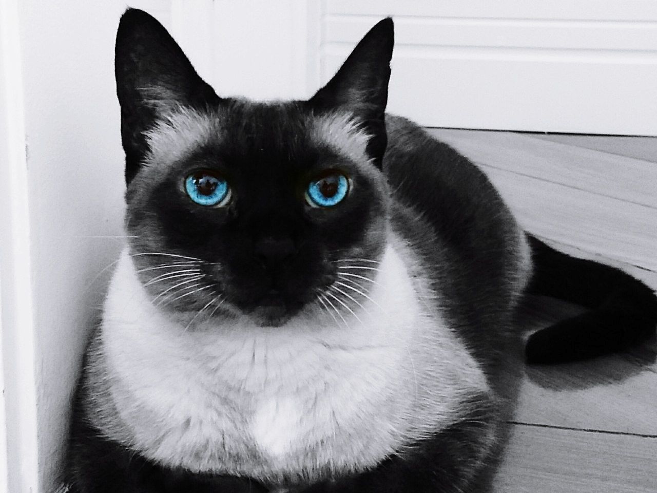 CLOSE-UP PORTRAIT OF BLACK CAT AT HOME