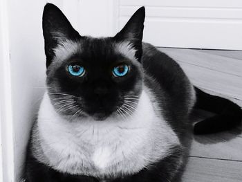 Close-up portrait of black cat