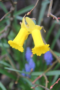 Close-up of yellow flowering plant