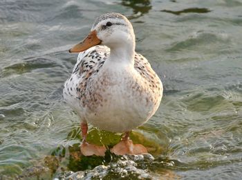 Close-up of duck swimming in lake