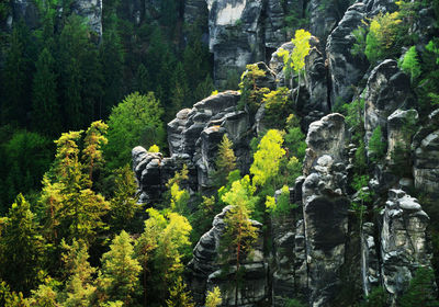 Trees growing in forest