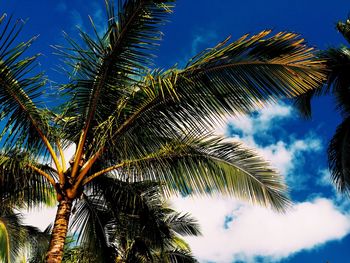 Low angle view of palm tree against blue sky