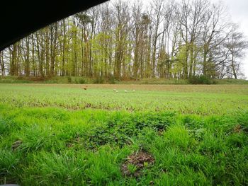 Scenic view of trees growing on field