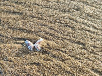 High angle view of shells on sand