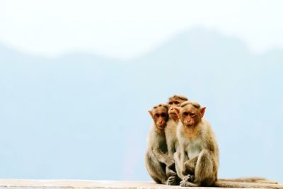 Portrait of monkey sitting on mountain against sky