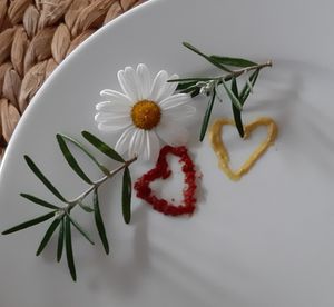 High angle view of white rose on table