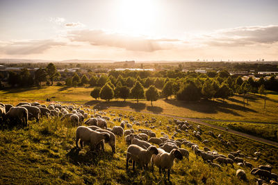 High angle view of sheep on landscape during sunset