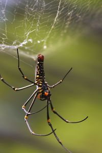 Close-up of spider on web