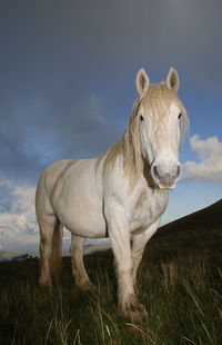 Horse standing in a field