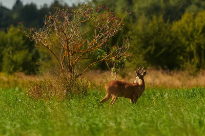 animal