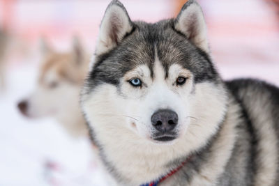 Close-up portrait of a dog