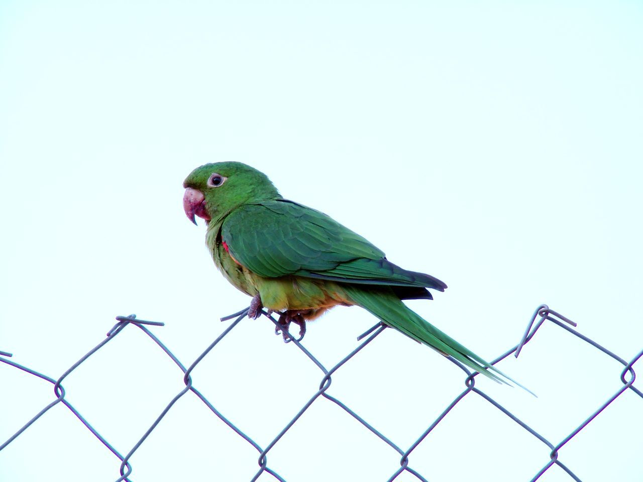 bird, animal themes, animal, pet, animal wildlife, parrot, fence, one animal, perching, nature, beak, sky, wildlife, clear sky, parakeet, no people, wing, day, green, outdoors, metal, environment, blue, wire