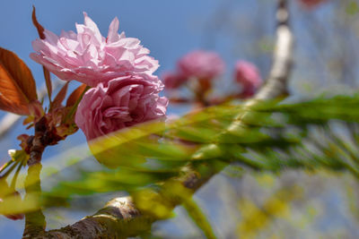 Close-up of pink flowering plant