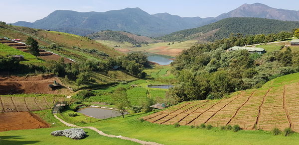 High angle view of agricultural field