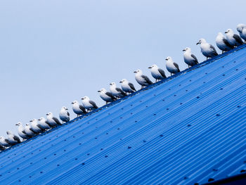 Bird on a roof