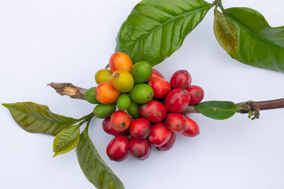 Close-up of apples on plant against white background