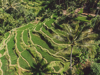 High angle view of green tree on field