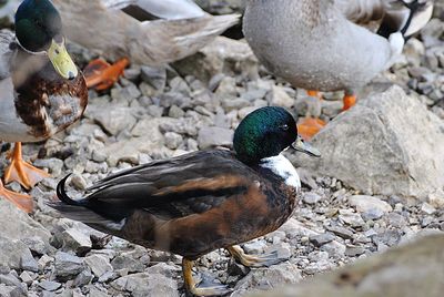 Ducks on rock by lake