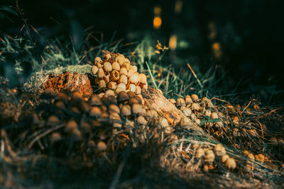 Close-up of musherooms in the forest