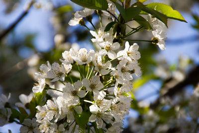 Close-up of apple blossoms in spring