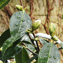 Close-up of fresh green plant with water drops