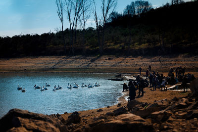 View of birds on beach