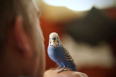Tame cute blue talking budgerigar with human owner