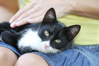 Close-up of cat sitting on hand