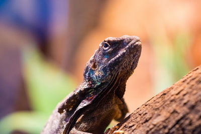 Close-up of lizard