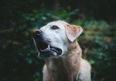 Close-up of a dog looking away