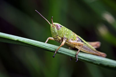 Close-up of insect on leaf