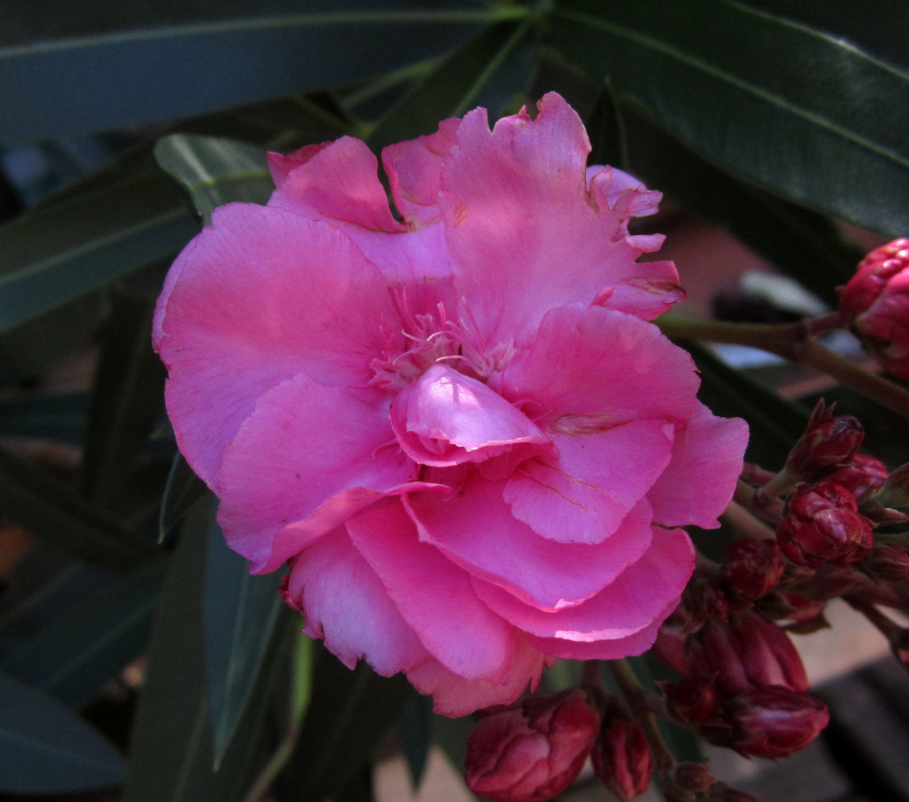 flower, flowering plant, plant, pink, freshness, beauty in nature, petal, close-up, fragility, inflorescence, flower head, camellia sasanqua, nature, growth, japanese camellia, no people, blossom, focus on foreground, outdoors, springtime, leaf, magenta, plant part, botany, pollen