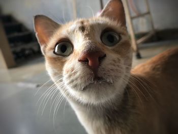 Close-up portrait of cat at home