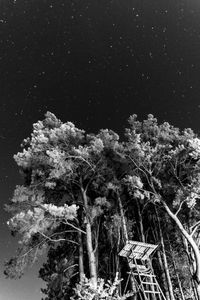 Low angle view of trees against sky at night