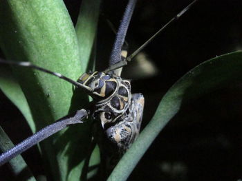 Close-up of insect on plant