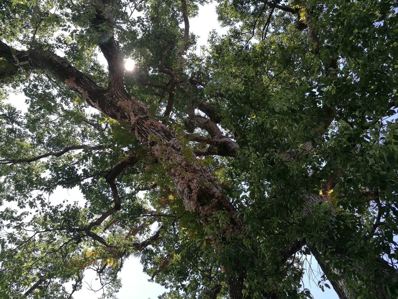 tree, low angle view, growth, branch, tranquility, nature, green color, beauty in nature, tree trunk, forest, day, scenics, tranquil scene, sky, outdoors, no people, backgrounds, directly below, lush foliage, full frame, green, woodland, tall - high, idyllic, non-urban scene, sunny