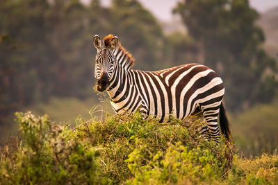 Zebra standing on field