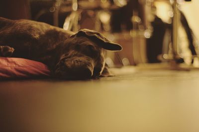 Close-up of dog lying on floor