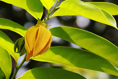 Close-up of yellow flowering plant