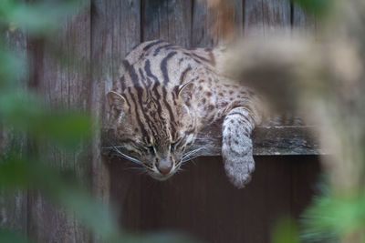 Close-up of cat