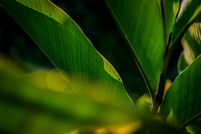 Close-up of water drops on plant