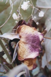 Close-up of wilted rose