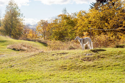 Horse in a field