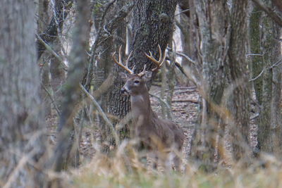 Animal in forest