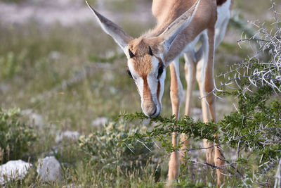 Close-up of a springbok in etosha