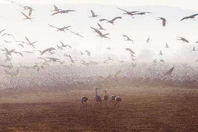 Flock of birds flying over white background