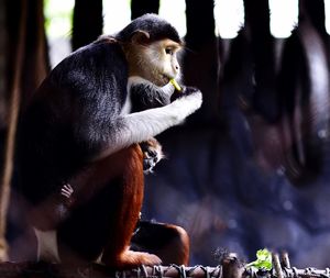 Monkey sitting on tree