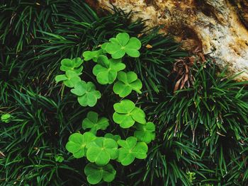 Plants growing on field