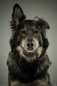 Close-up portrait of dog against gray background