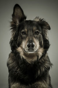 Close-up portrait of a dog over black background